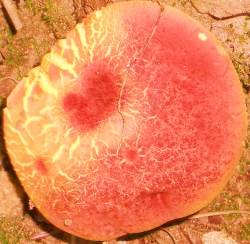 Solar Flares on Fungus